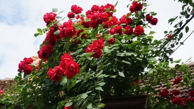 Фото - Россиянам рассказали, как правильно защитить розы перед зимой