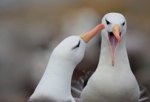 Фото - В Новой Зеландии самцы альбатроса образовали пару из-за нехватки самок
