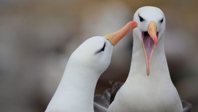 Фото - В Новой Зеландии самцы альбатроса образовали пару из-за нехватки самок