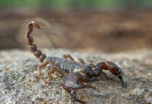 Фото - В Петербурге местные жители обнаружили скорпиона в подъезде дома