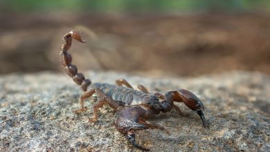 Фото - В Петербурге местные жители обнаружили скорпиона в подъезде дома